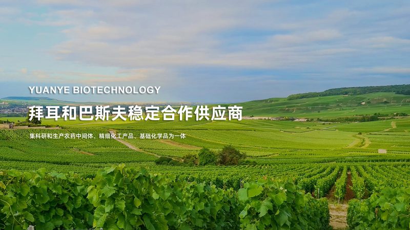 CRO优化效果评估：案例分析揭示关键指标